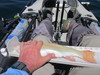 Lighting trout thumb