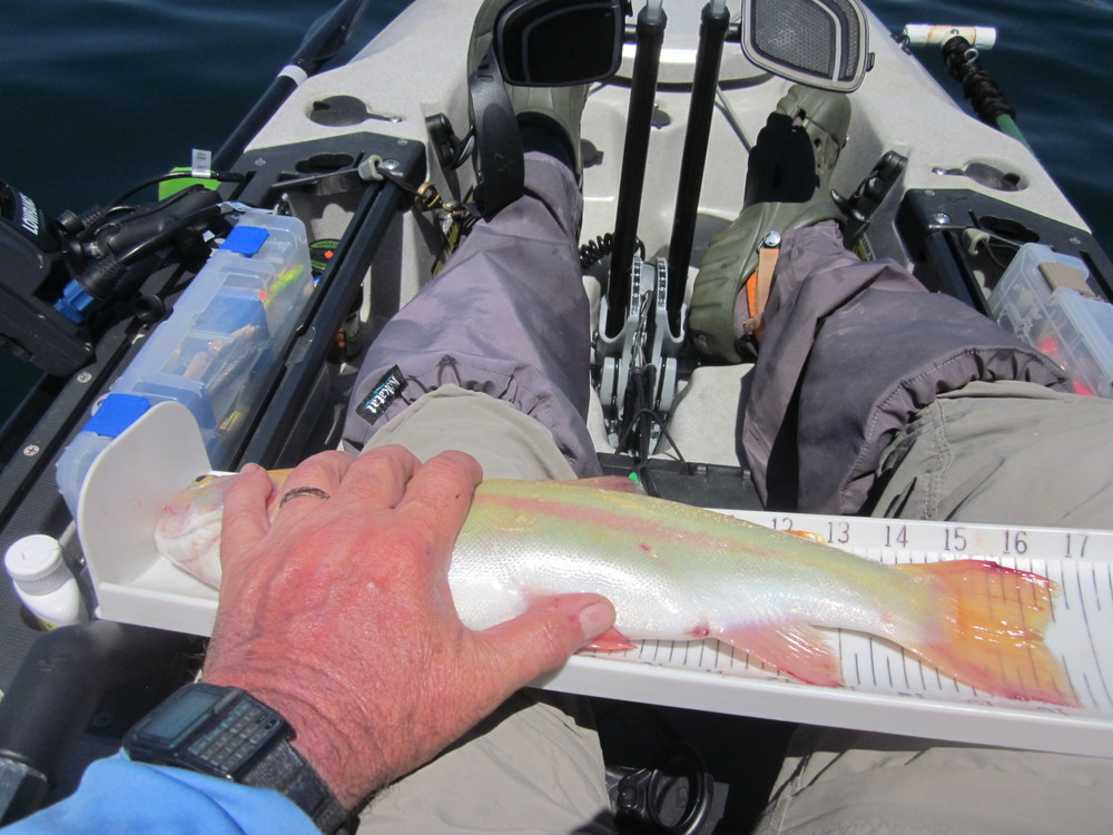 Lighting trout