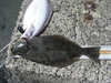 Bay 6 5 09 012.jpgreduced thumb