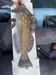 Greenling 13.5 oc 4 4 21 thumb