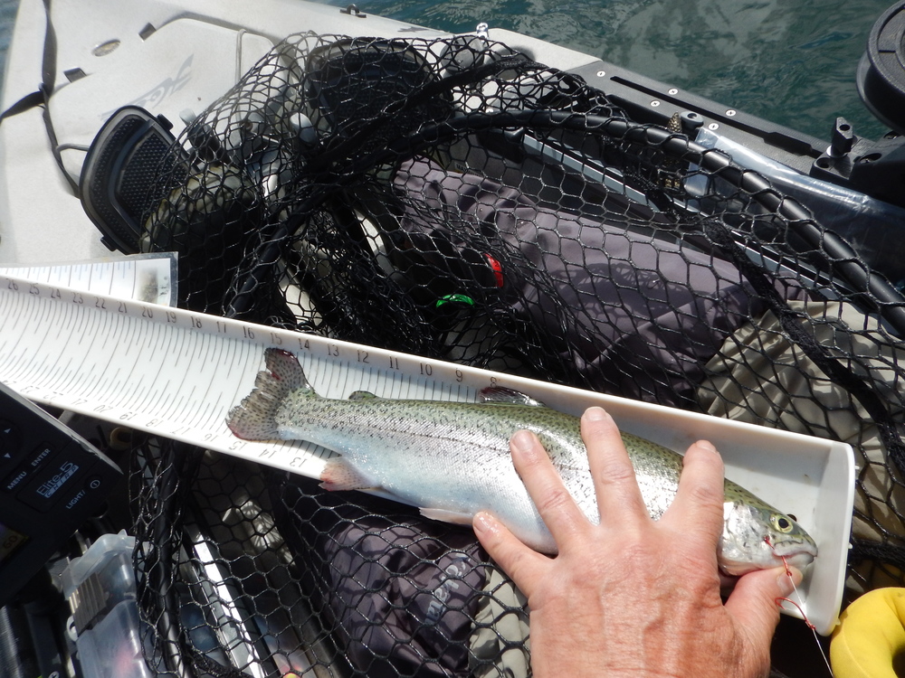 Rainbow trout  16 in  4 7 21