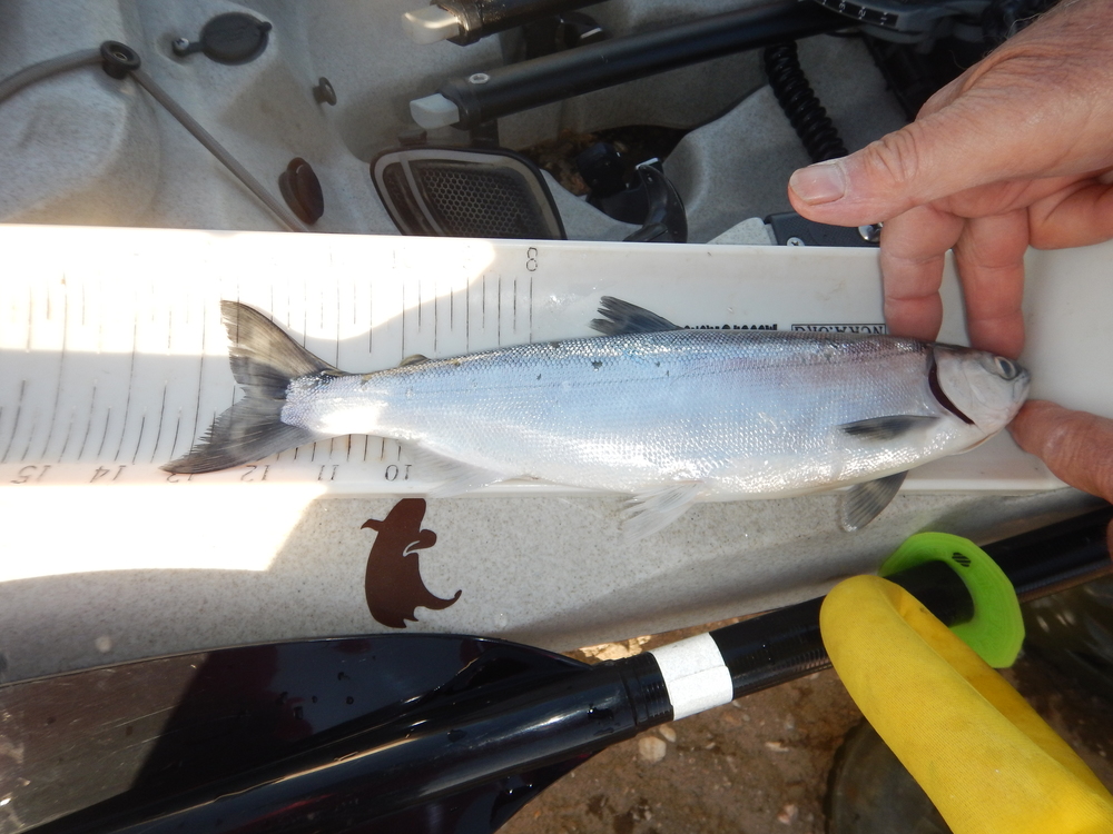 Kokanee  13.25  4 7 21
