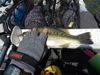 Largemouth bass  15 in. thumb