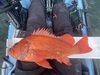 Rockfish 20.5 oc 4 25 21 thumb