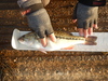 Largemounth bass  4 26 21  16.75 thumb