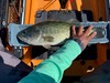 Bass2 thumb