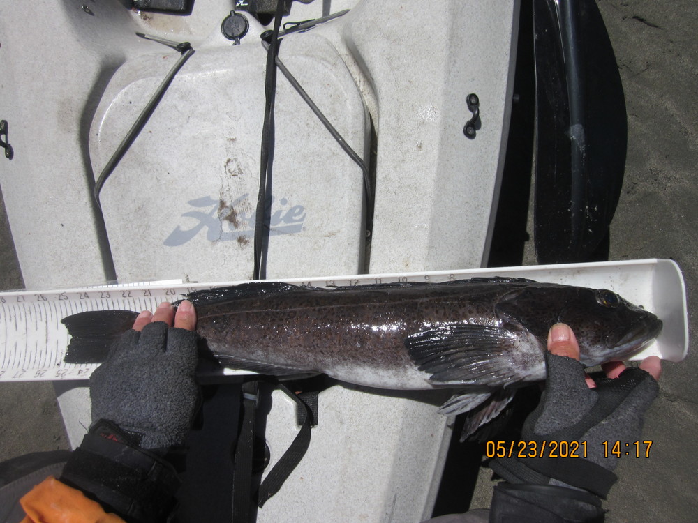 Lingcod  5 23 21  25.25