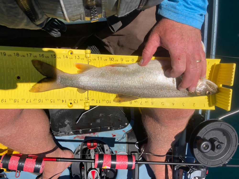 Macktrout