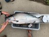 Salmonsc thumb