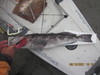 30 in. lingcod  8 10 21 thumb