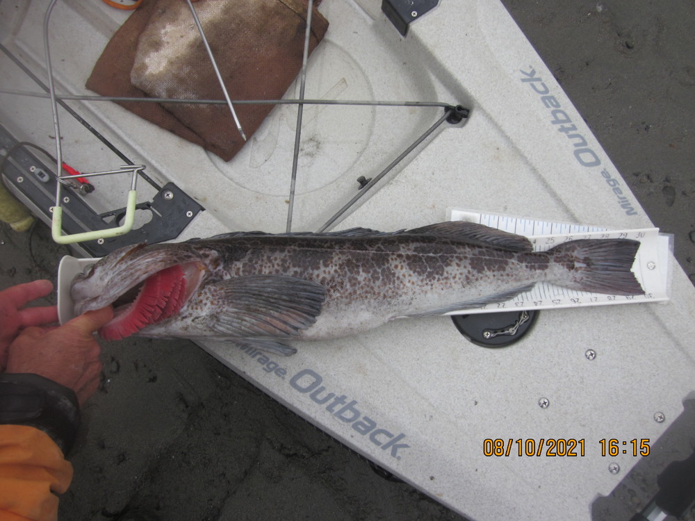 30 in. lingcod  8 10 21