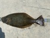 Halibut 2021 thumb