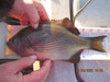 Perch  12.25  1 24 22 thumb