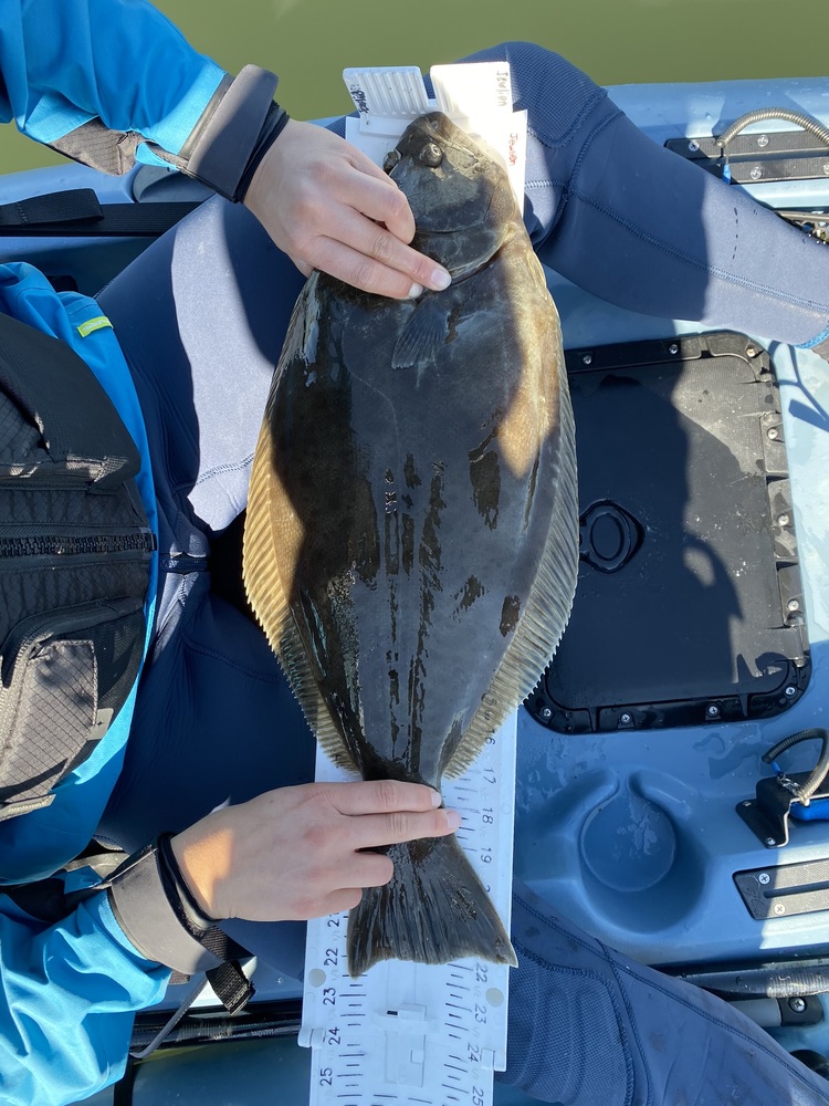 Brie halibut 22.5
