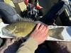 Smallie thumb