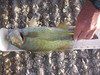 Smallmouth bass  4 6 22  16 in.  pardee thumb