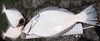 38 inch hali4 thumb