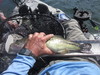 Largemouth bass  18.50  4 8 22 thumb