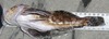 22.5 inch cabazon thumb