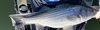 61ae106f 6614 48f3 89e1 b32a7cc34f61 thumb