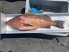 Rockfish pic 2 thumb