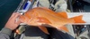 7c1b59d6 2793 41f5 a6c3 653c3edf7989 thumb