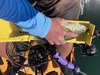 Tuckerspottedbass160 thumb