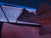 Rockfish22 thumb