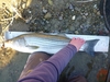 Aoty22stri34.50 thumb