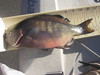 Perch  11.50 thumb