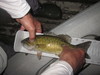Smallmouth bass  12.75  5 21 23 thumb