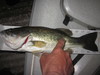Largemouth bass  5 18 23  15.75 thumb