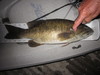 Smallmouth bass  18.50  5 28 23 thumb