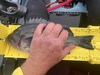 Tuckerrockfish061723 thumb