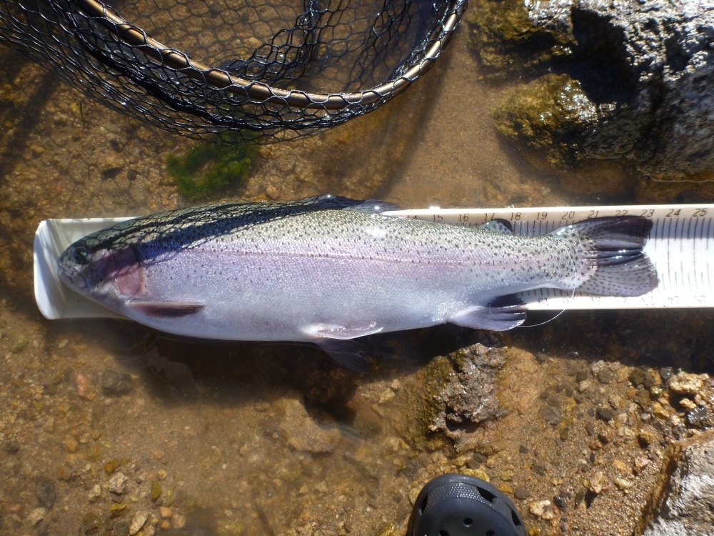 Aoty2023bow23.50