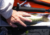 155bass thumb