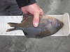 Perch  1 27 24 thumb