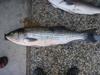 Big striper thumb