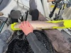 Brown trout thumb