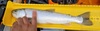 Messenger creation 7180014262475273326 thumb