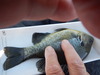 Bluegill  8.25   5 20 24 thumb