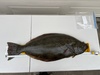 Halibut 2024 a thumb