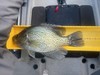 2025 crappie thumb