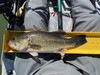2025 large mouth bass thumb