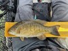 2025 small mouth bass thumb