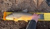 2025 brown trout thumb