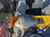 Crappie 2025 thumb