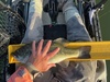 Large mouth bass 2025 thumb