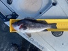 Rockfish 2025 thumb