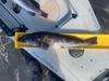 Lingcod 2025 thumb